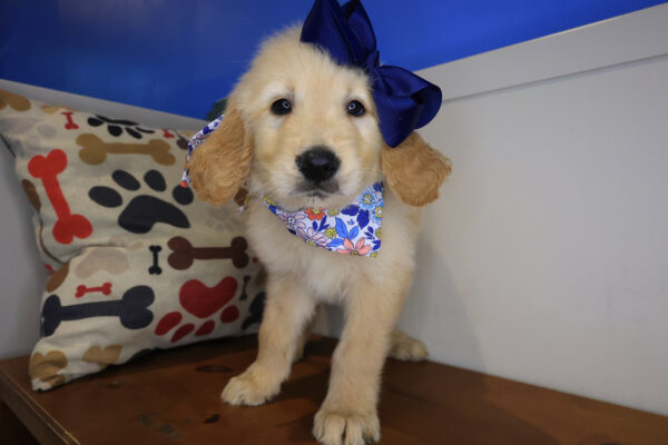 Maple Golden Retriever 01