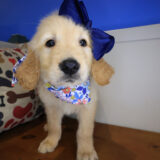 Maple Golden Retriever 02