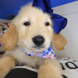 Maple Golden Retriever 03