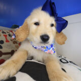 Maple Golden Retriever 04