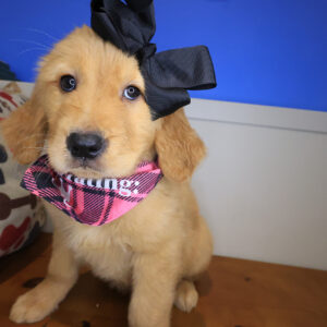 Marshmallow Golden Retriever 01 Marshmallow Golden Retriever 01