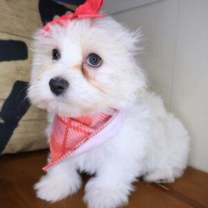 Marvel Havanese 01