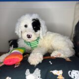 Marzipan Sheepadoodle 01