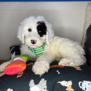 Marzipan Sheepadoodle 01 Marzipan Sheepadoodle 01