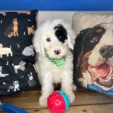 Marzipan Sheepadoodle 03