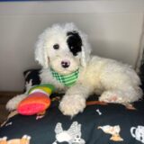 Marzipan Sheepadoodle 04