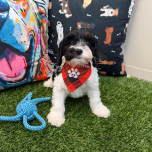 Melville Cavapoo 01 Melville Cavapoo 01