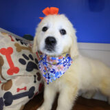 Milner Golden Retriever 01