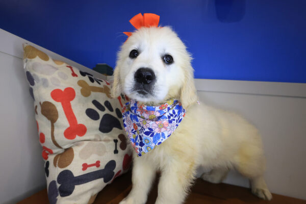 Milner Golden Retriever 01