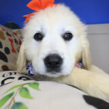 Milner Golden Retriever 02