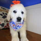 Milner Golden Retriever 03