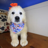 Milner Golden Retriever 04