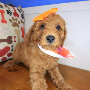 Mirella Goldendoodle 01 Mirella Goldendoodle 01