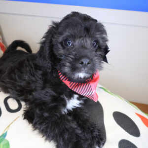 Mono Cavapoo 01 Mono Cavapoo 01