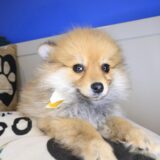 Monty Pomeranian 01