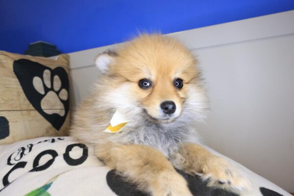 Monty Pomeranian 01