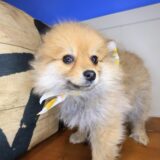 Monty Pomeranian 02