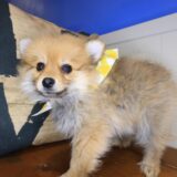 Monty Pomeranian 03