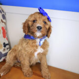 Moona Cavapoo 01
