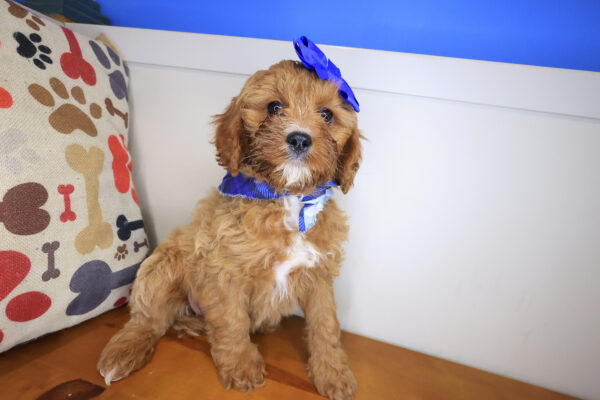 Moona Cavapoo 01