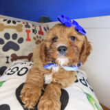 Moona Cavapoo 02