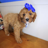 Moona Cavapoo 04