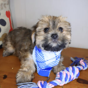 Morty Shorkie 01 Morty Shorkie 01