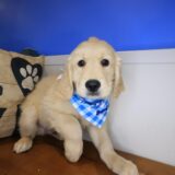 Munchie Golden Retriever 01