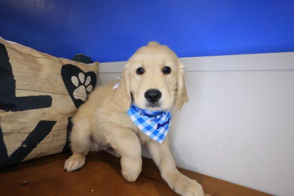 Munchie Golden Retriever 01