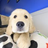 Munchie Golden Retriever 02