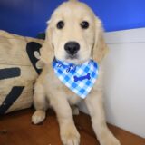 Munchie Golden Retriever 03