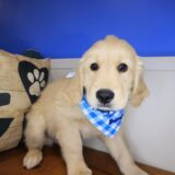 Munchie Golden Retriever 04