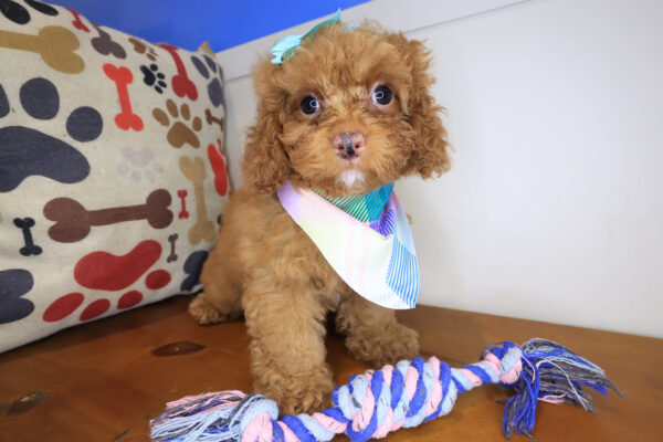 Murphy Goldendoodle 01