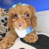 Murphy Goldendoodle 02