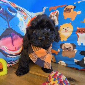 Nala Cockapoo 01 Nala Cockapoo 01