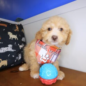 Nano Cavapoo 01 Nano Cavapoo 01