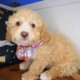 Nano Cavapoo 02