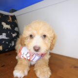 Nano Cavapoo 04