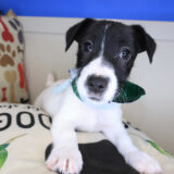 Napkin Jack Russell Terrier 01