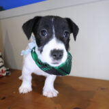 Napkin Jack Russell Terrier 02