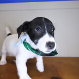 Napkin Jack Russell Terrier 04