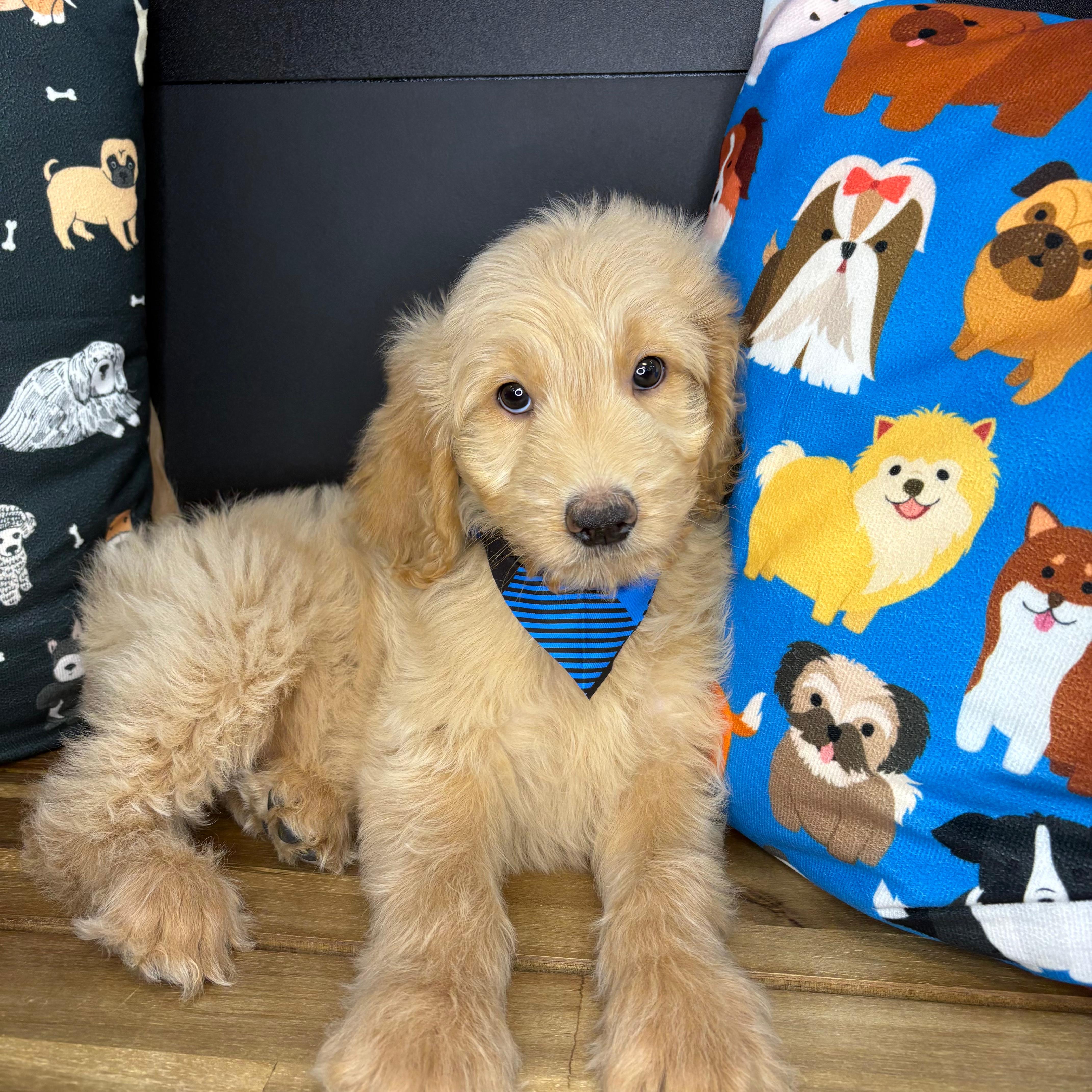 Nelson Goldendoodle 01 Nelson Goldendoodle 01