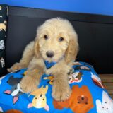 Nelson Goldendoodle 02