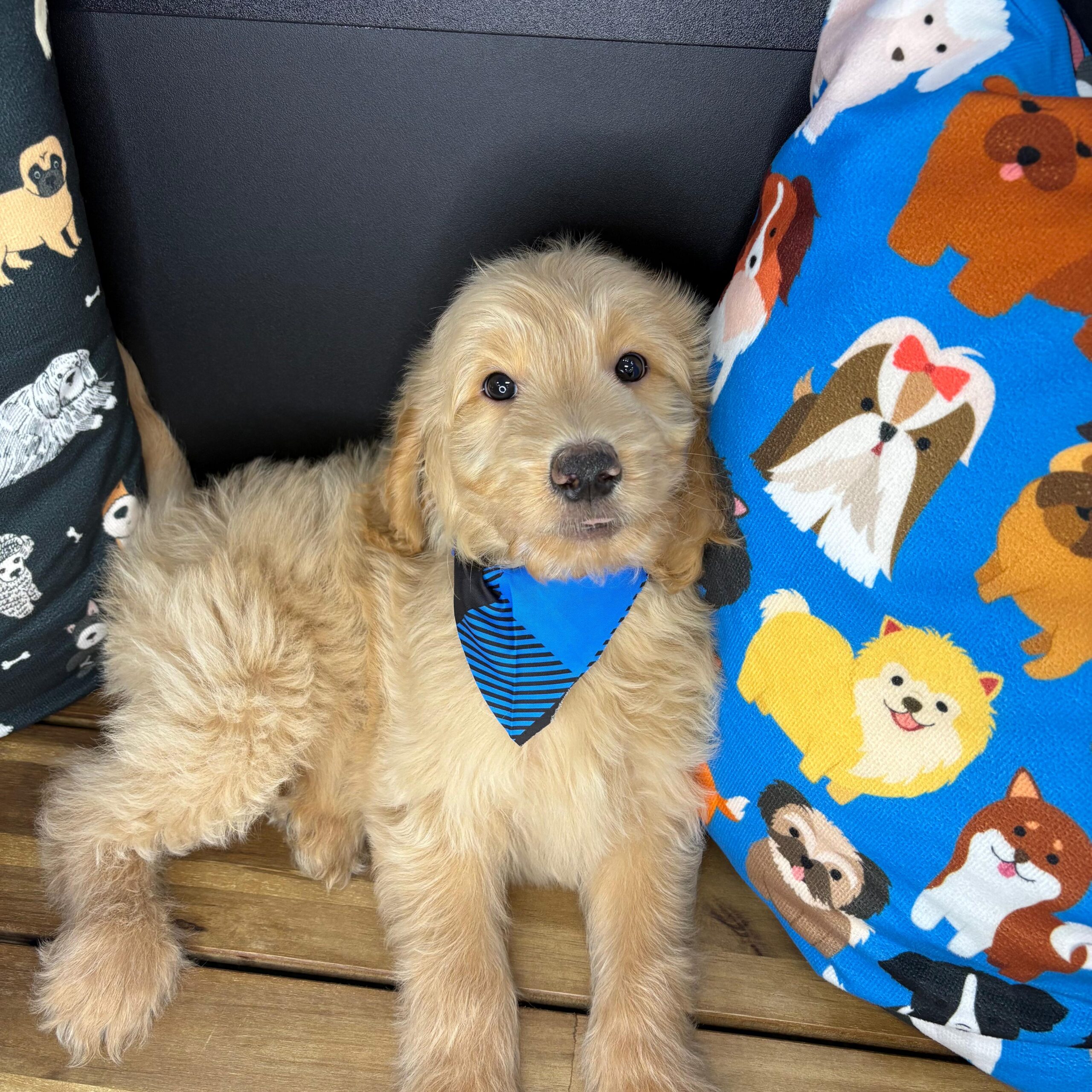 Nelson Goldendoodle 03