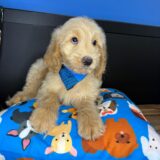 Nelson Goldendoodle 04