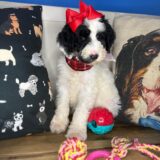 Nessie Sheepadoodle 01