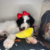 Nessie Sheepadoodle 02