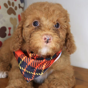 Nipper Goldendoodle 01 Nipper Goldendoodle 01