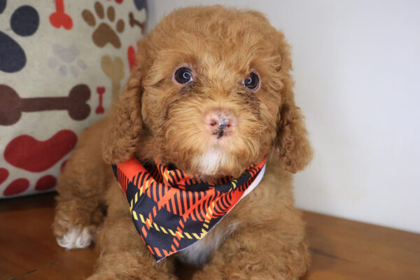 Nipper Goldendoodle 01