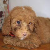 Nipper Goldendoodle 03